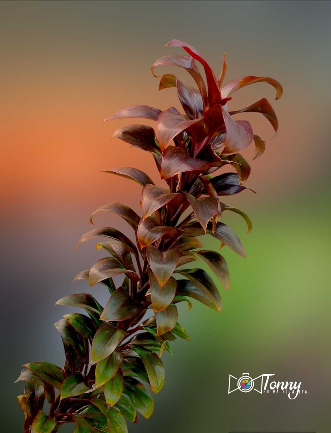 Cordyline Fruticosa