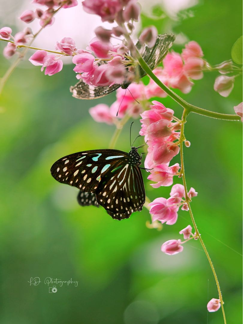 Blue Tiger Butterfly (Tirumala limniace)