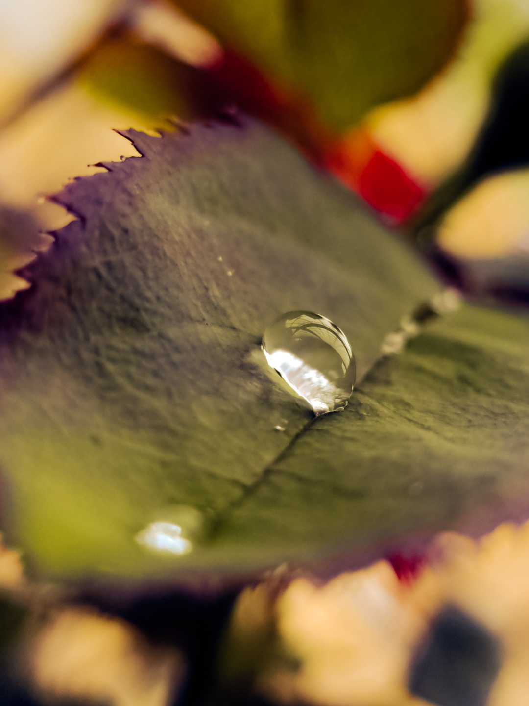 A macro shot 
