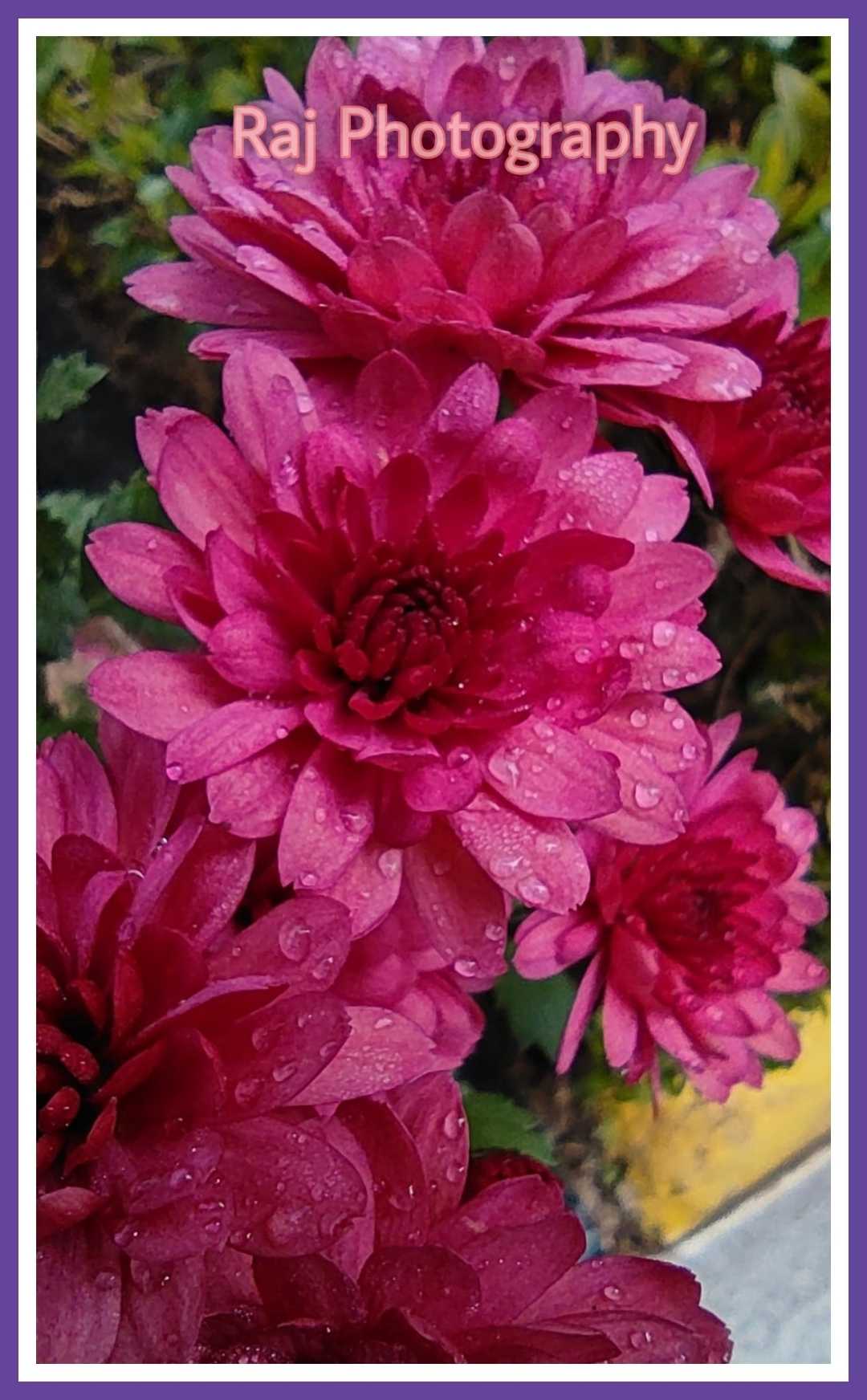 flower 🌺