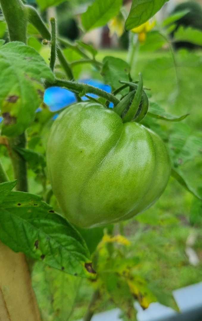 Tomate verde