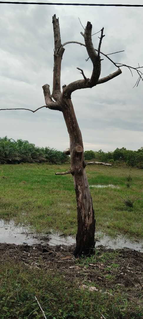 pohon mati