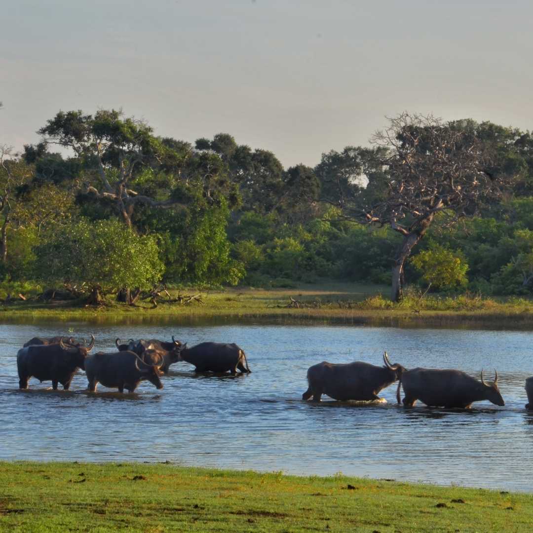 Yala National Park, Sri Lanka