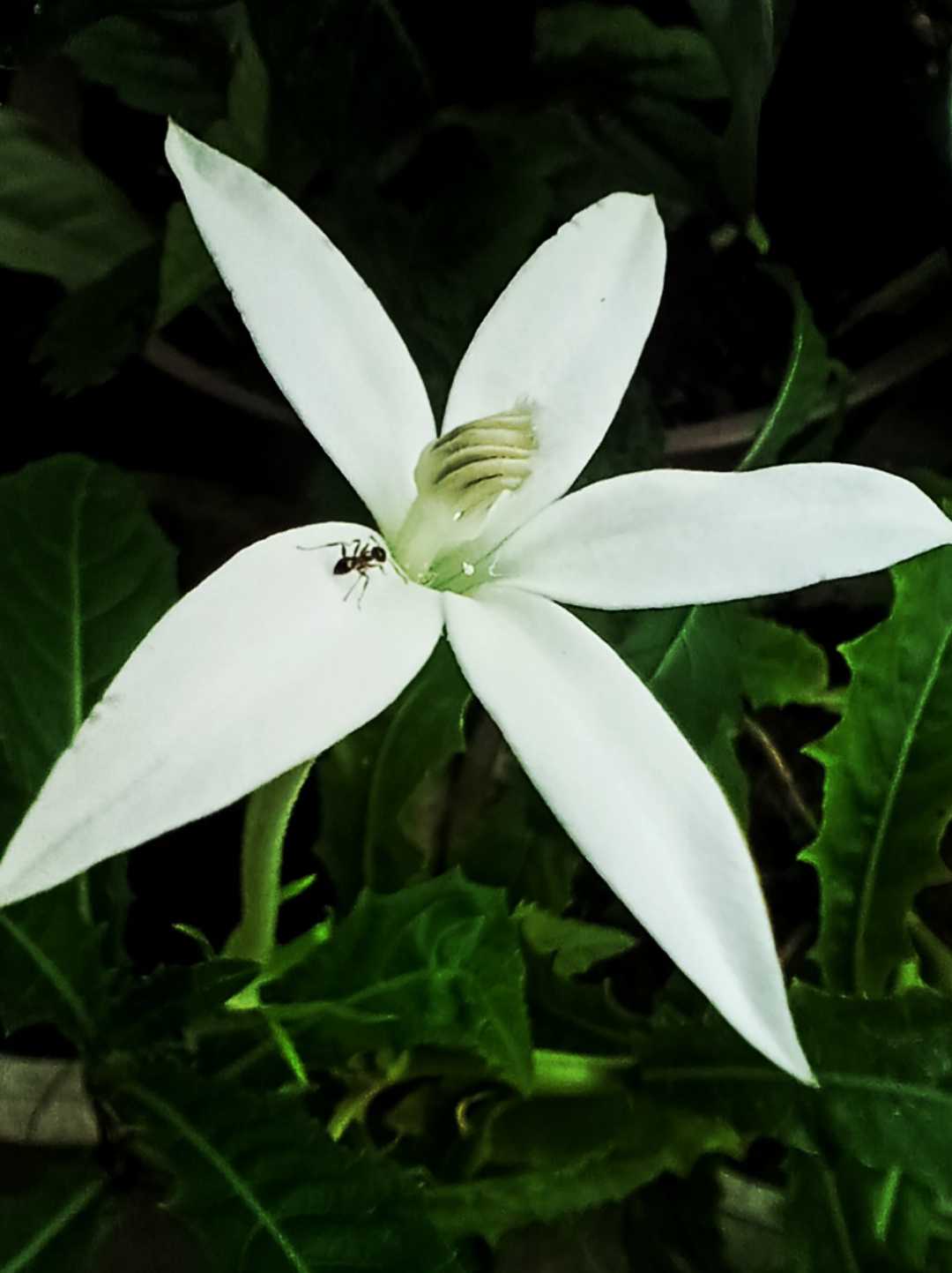 Kitolod