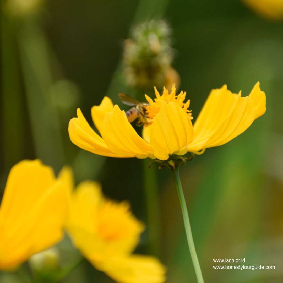 bee n flowers