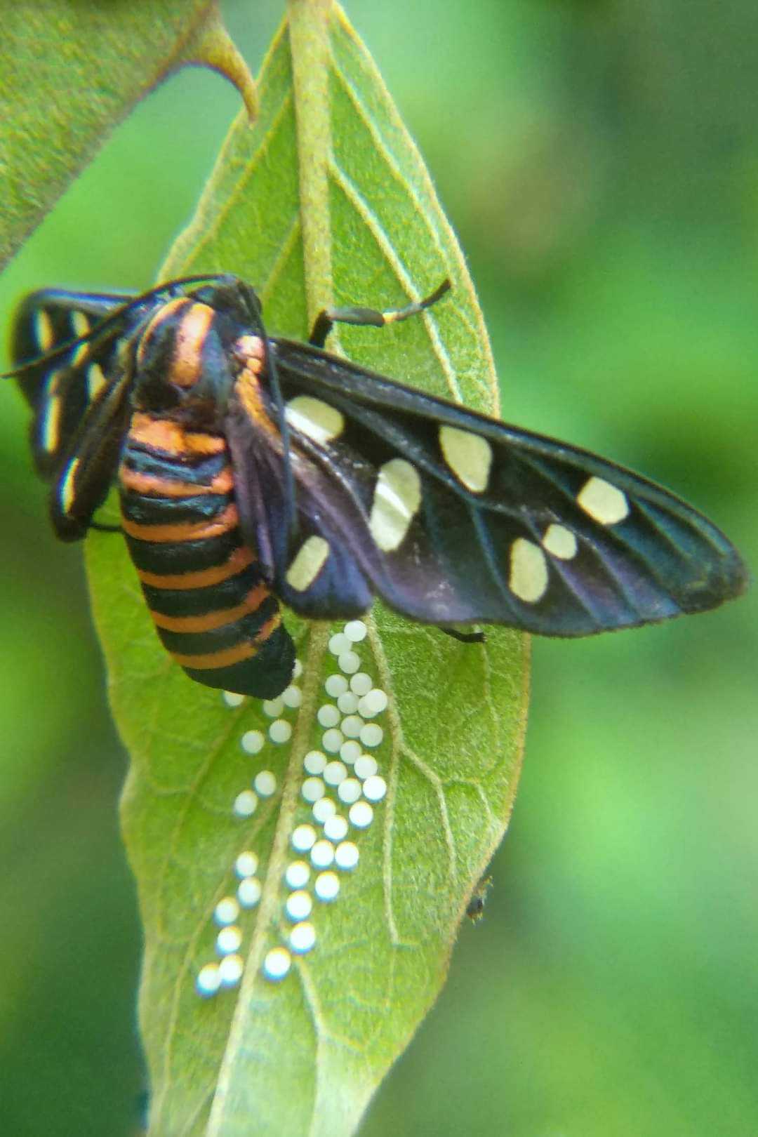  INDIAN WASP MOTH WITH EGGS 