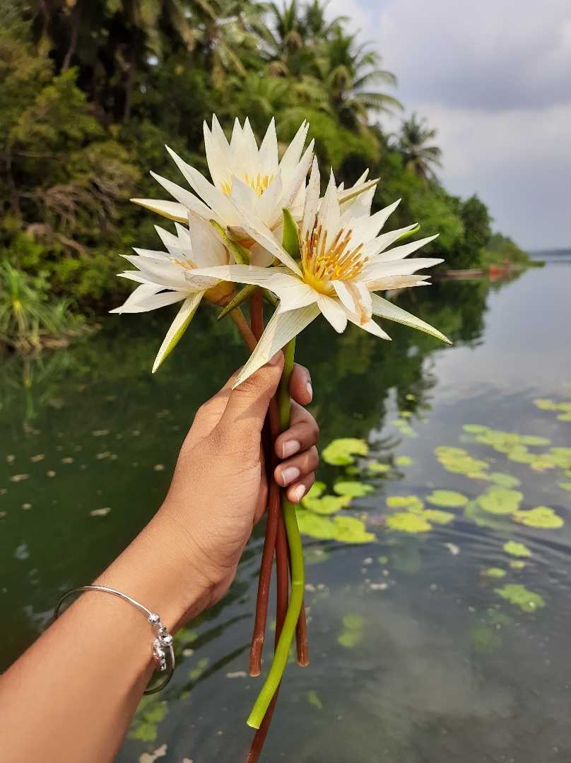 Lotus point📍