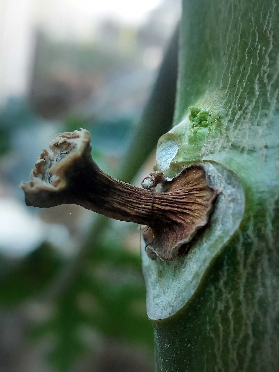 pelepah pepaya