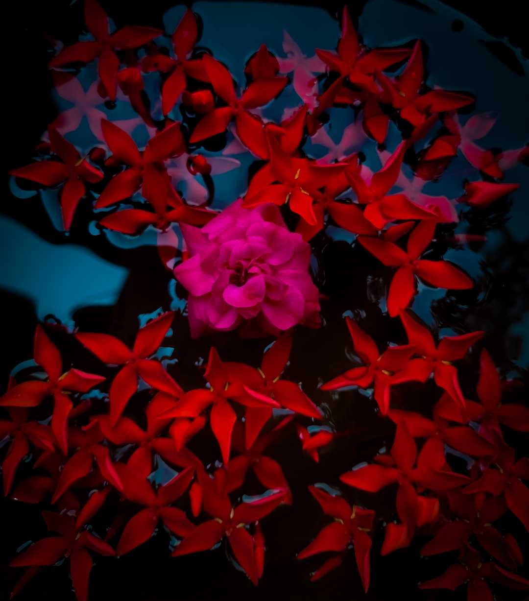 Flower photography 🌹🌸