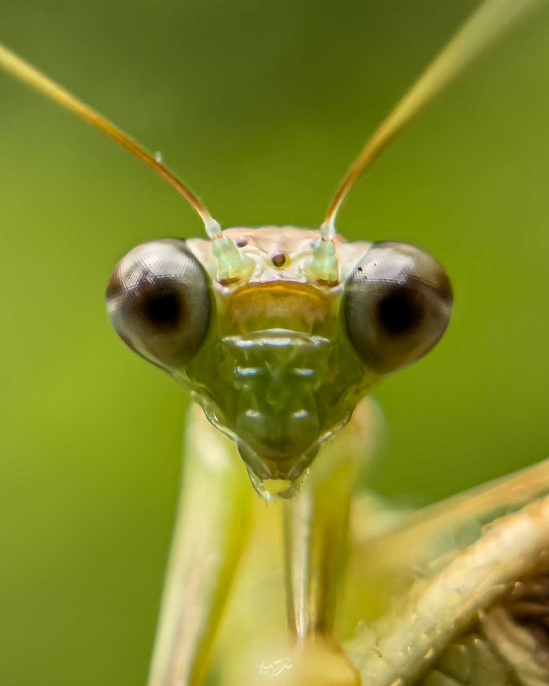 mobile macrophotograhy 