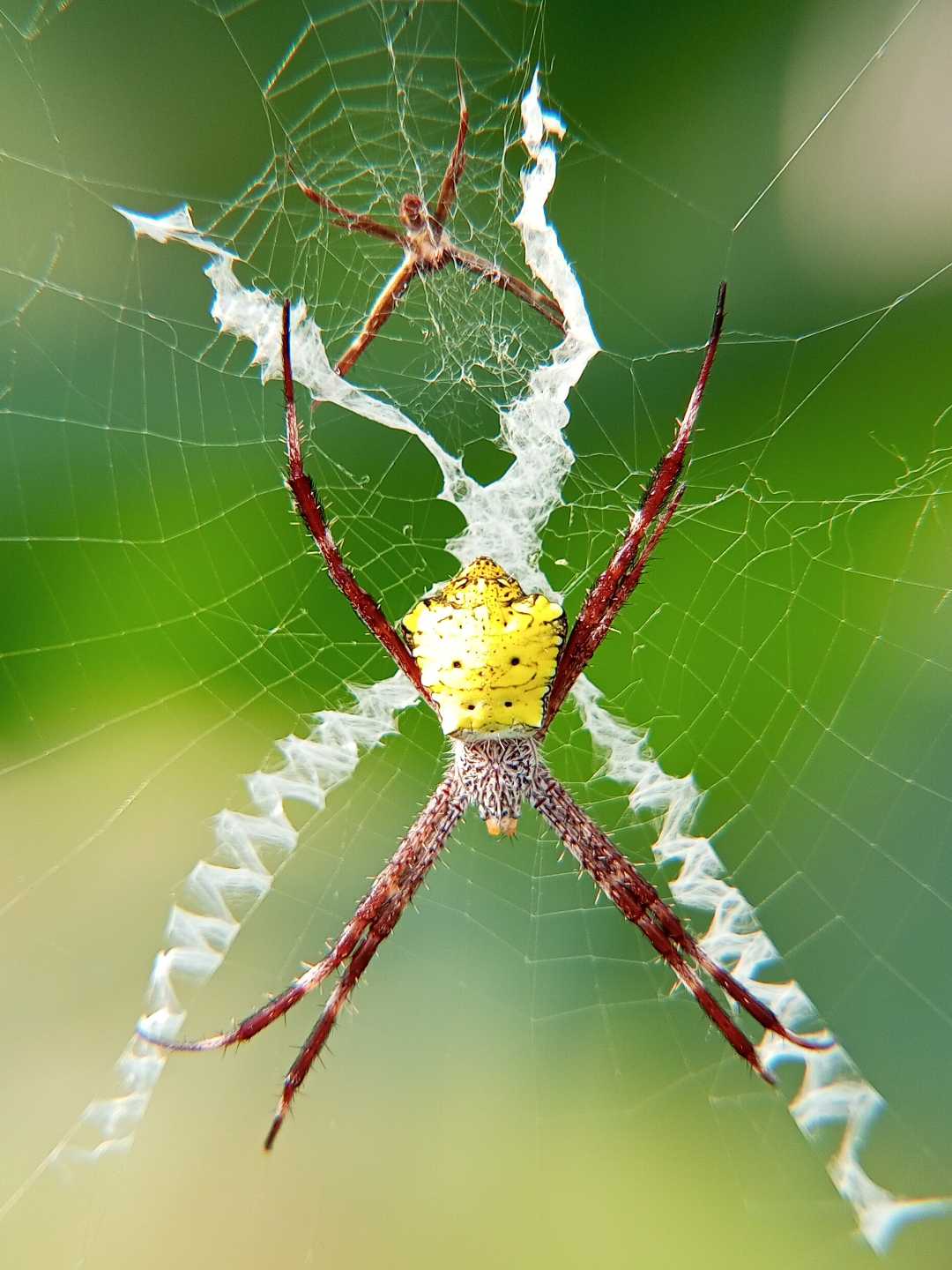 Argiope appensa