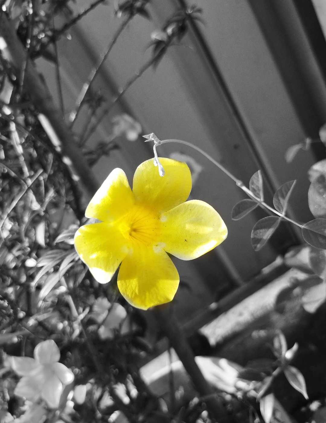 (Allamanda cathartica) 