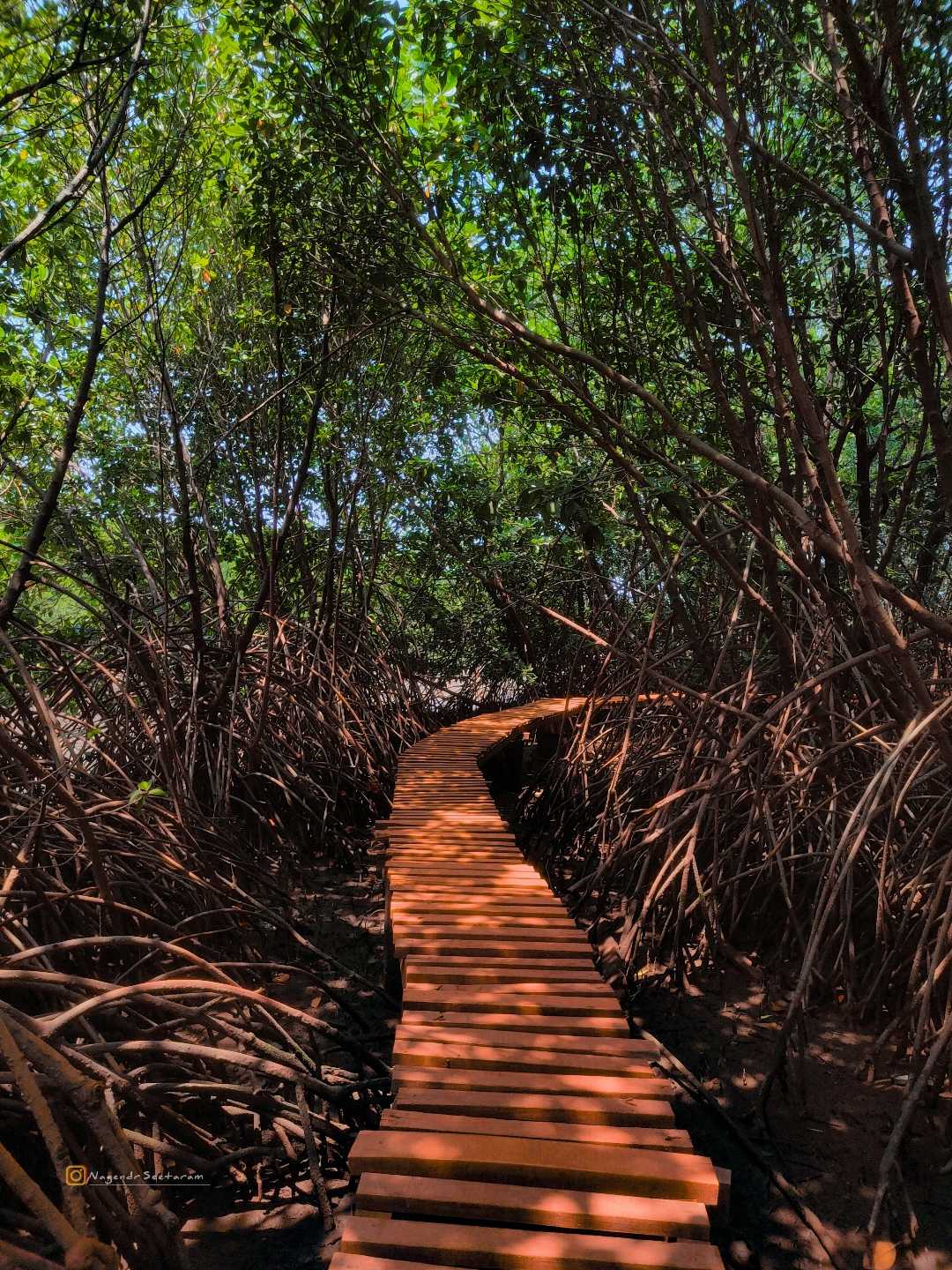 Sharavathi kandla mangroves boardwalk