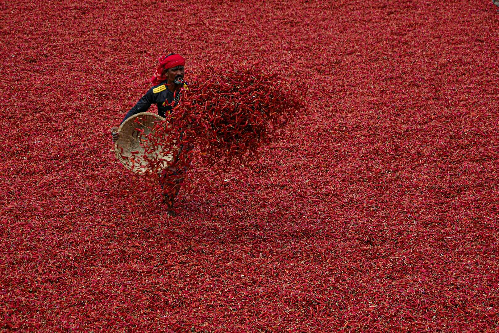 drying chillies 