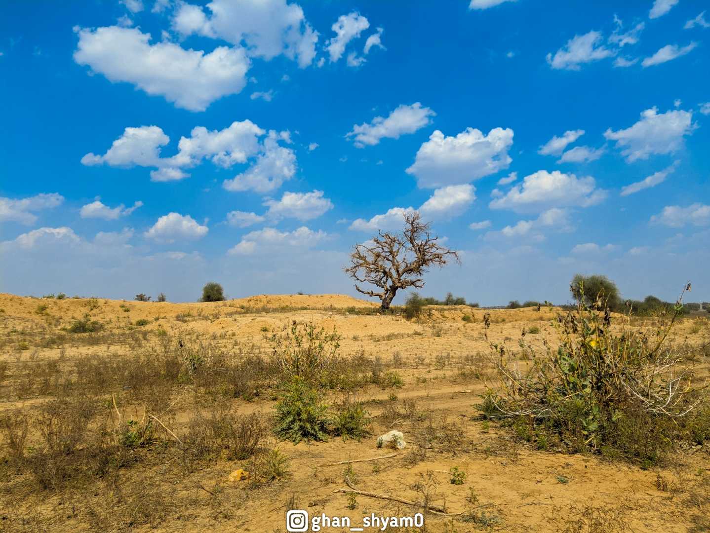 nature view from Rajasthan