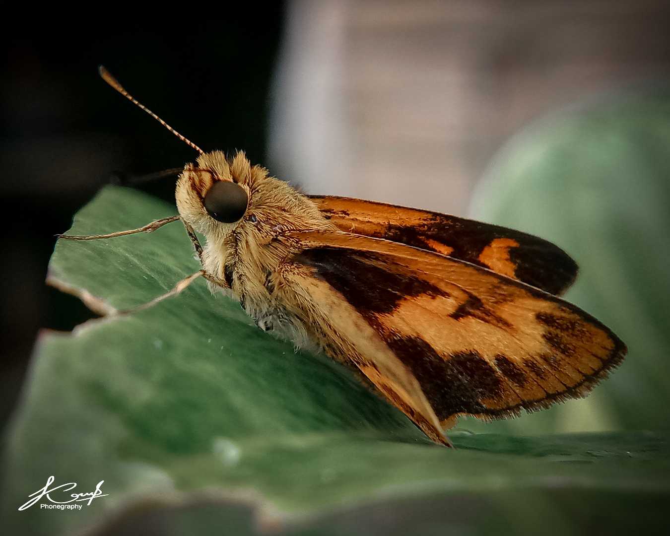 Potanthus omaha