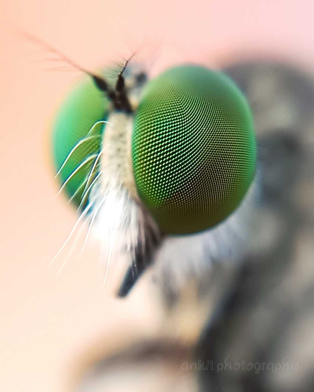 Why not just the EYES 👀...
Zoom in to see the details