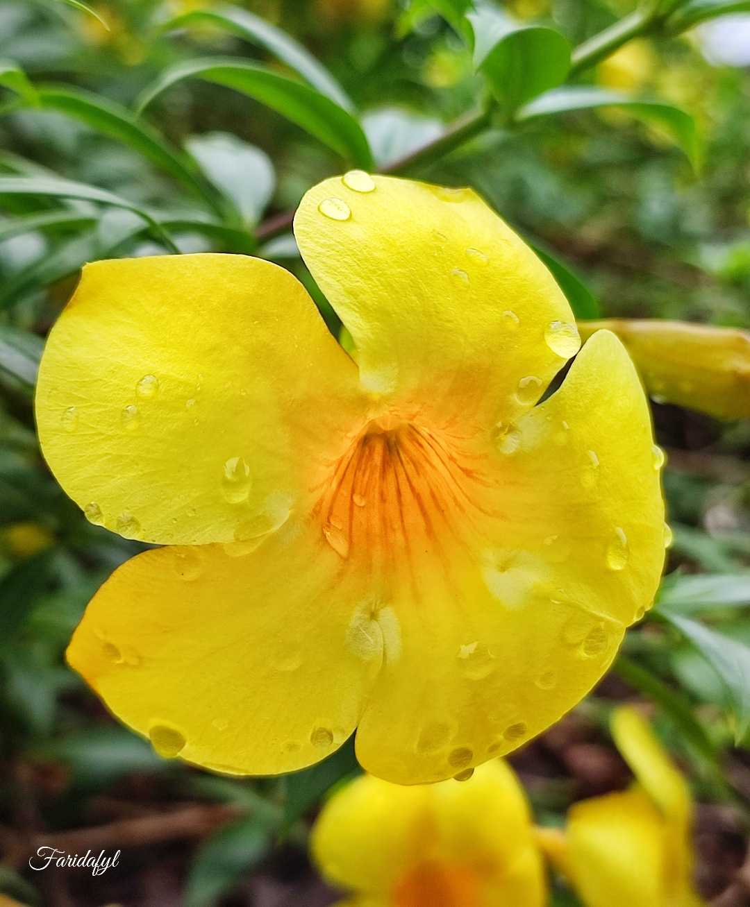 Bunga Alamanda