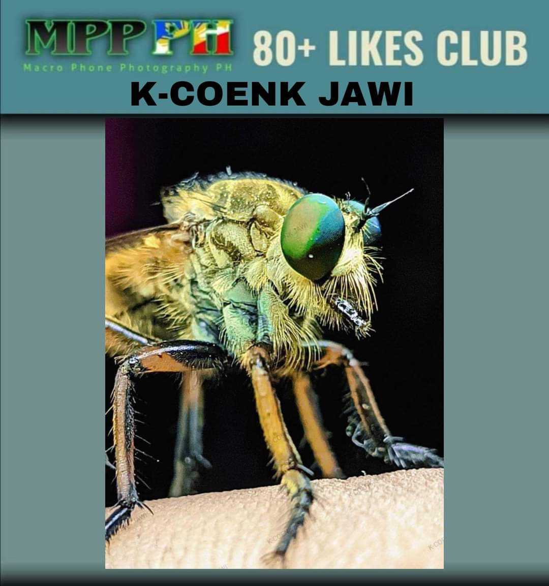 robber fly