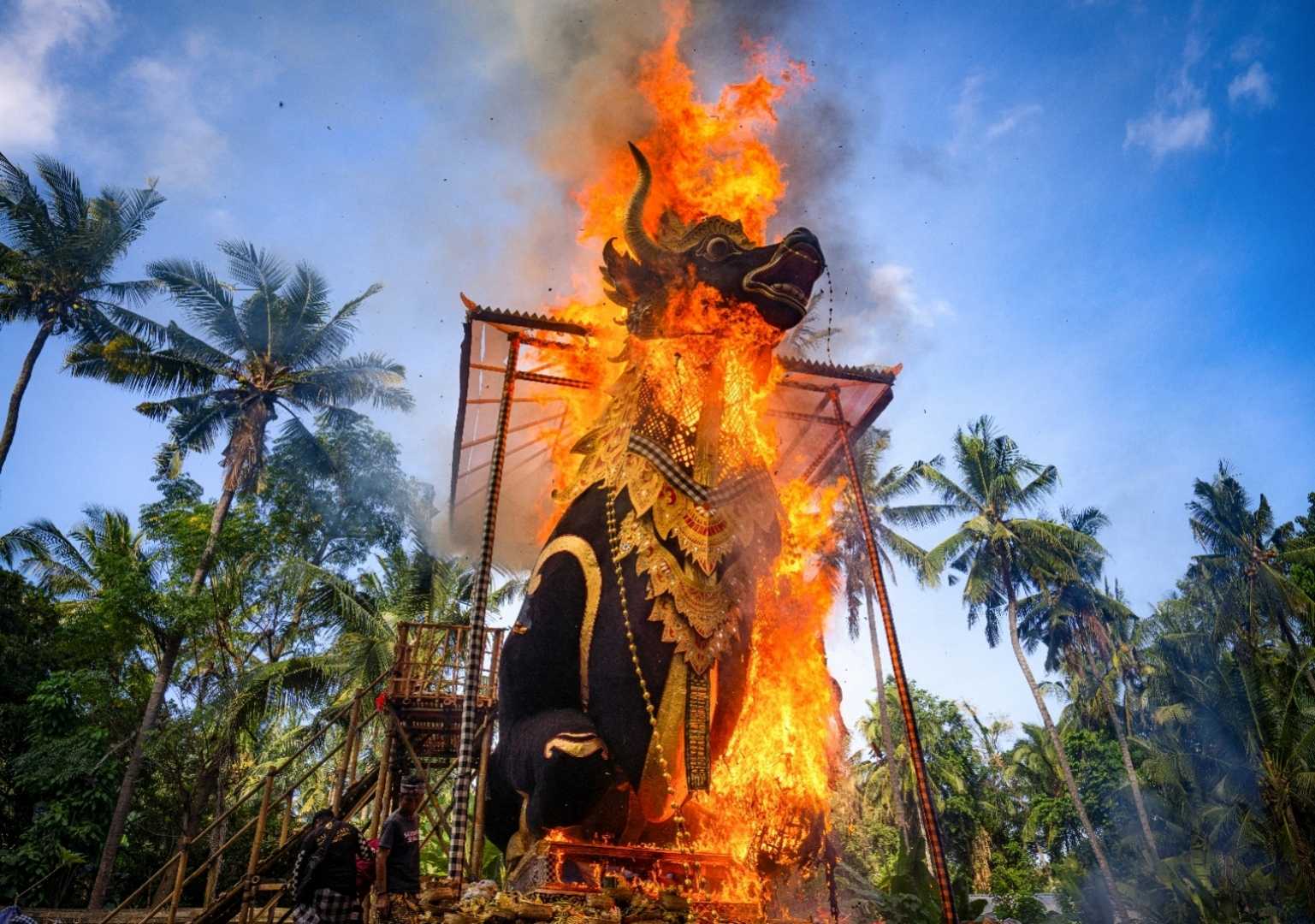 Lembu Kremasi Terbesar di Bali 