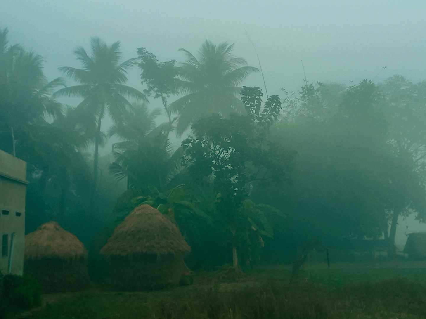 fog 🌻