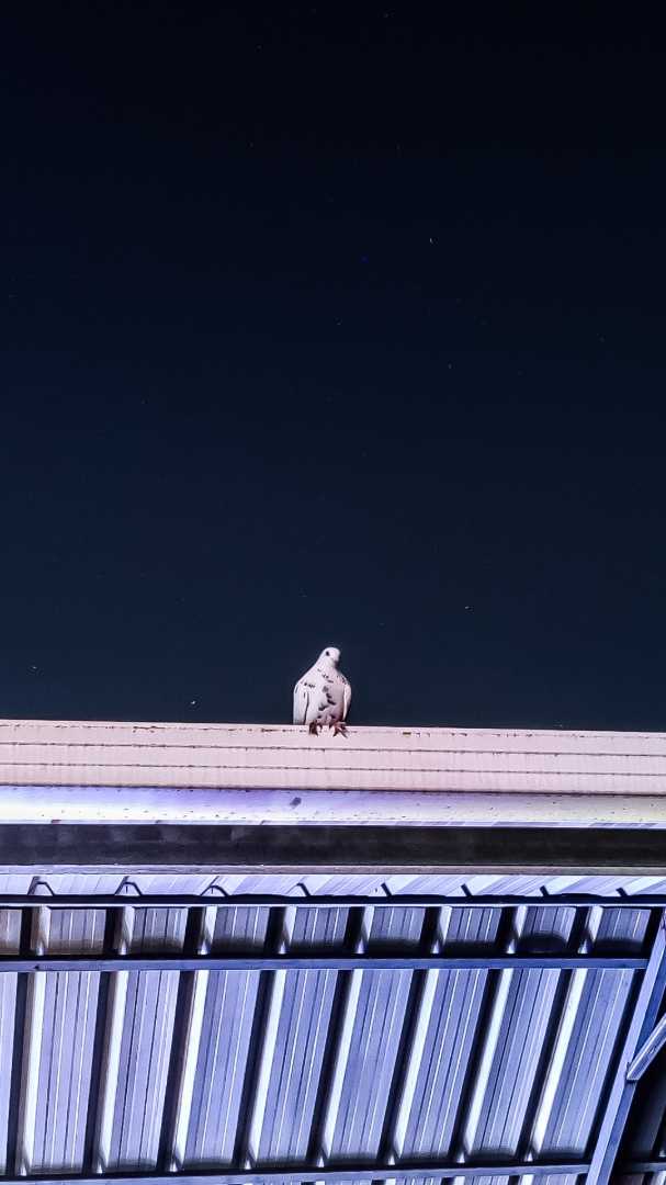 Enjoying the solitude