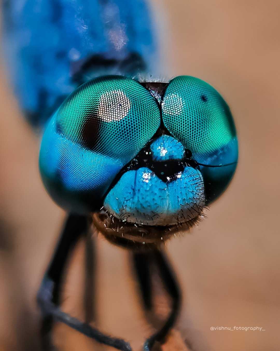 Dragon fly