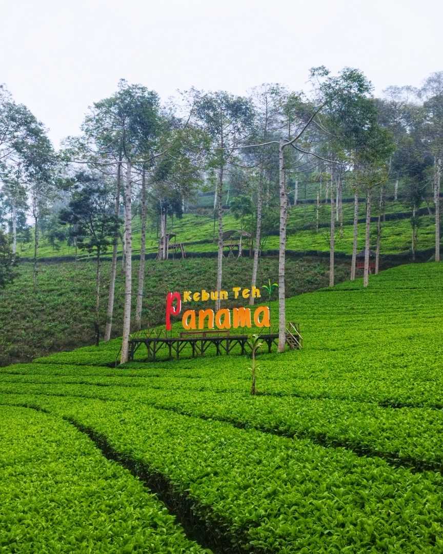 Kebun Teh Panama