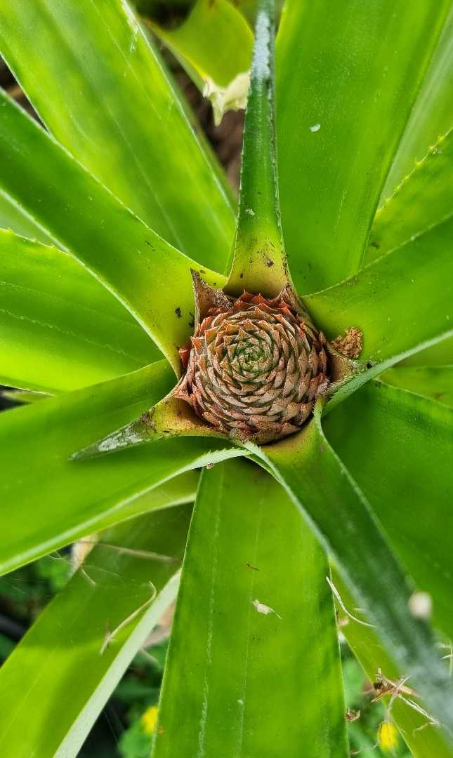 Baby pineapple