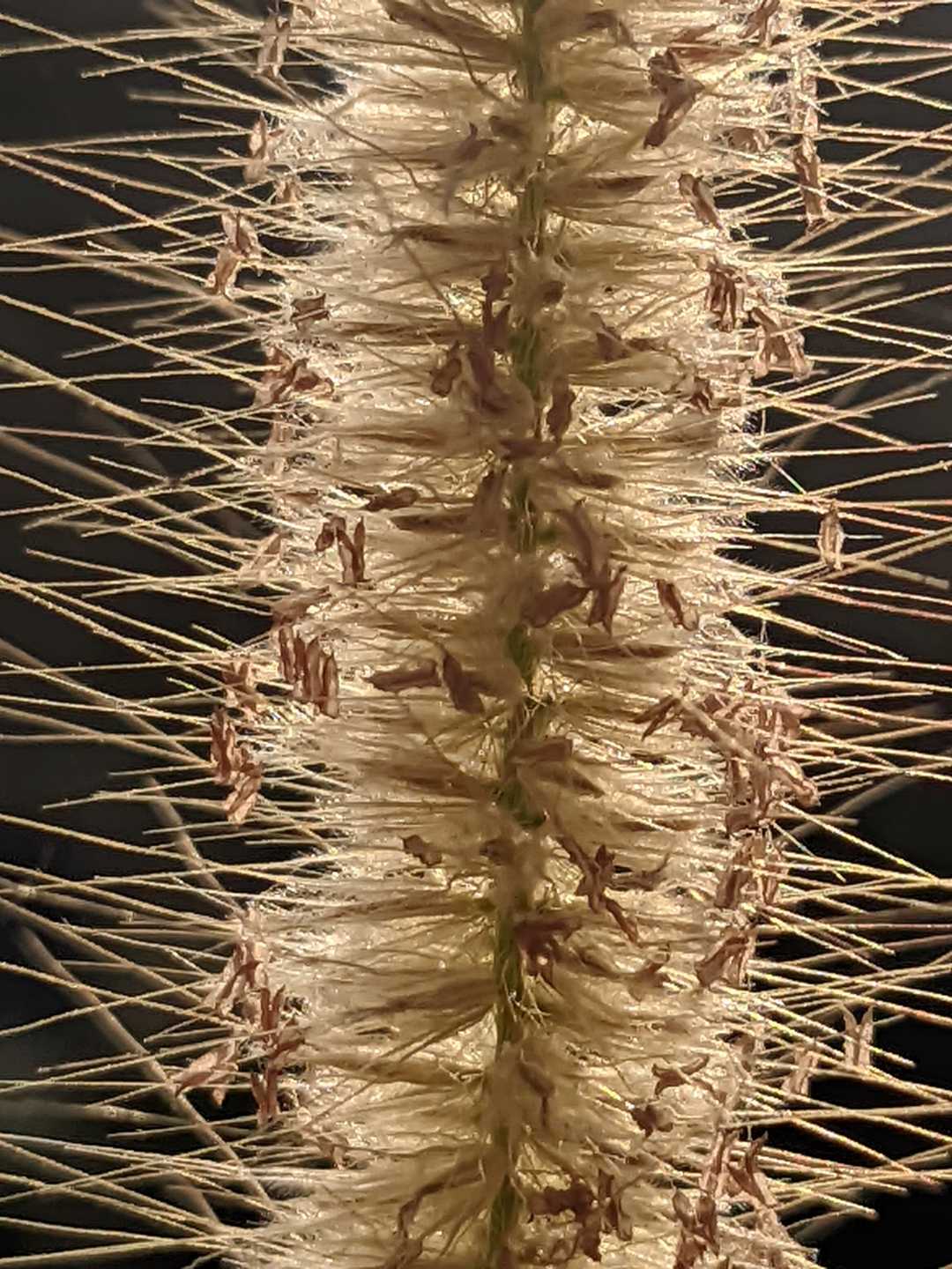 pennisetum