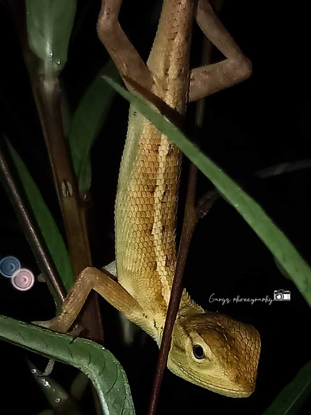 Bunglon taman