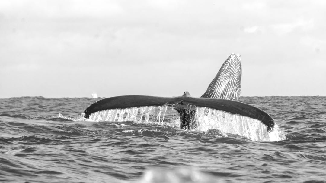Mi Épica Foto de la Ballena 