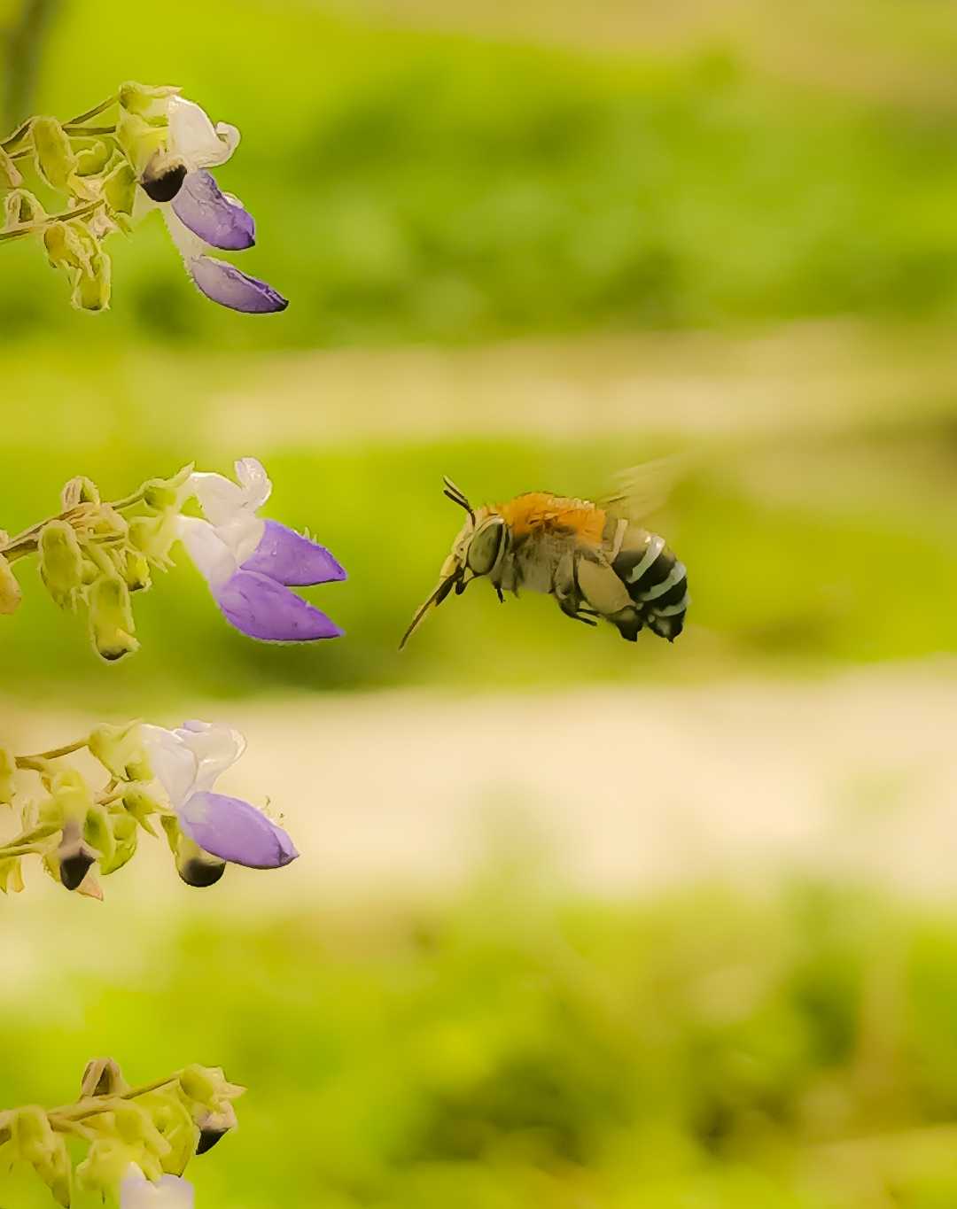 Western Honey Bee 