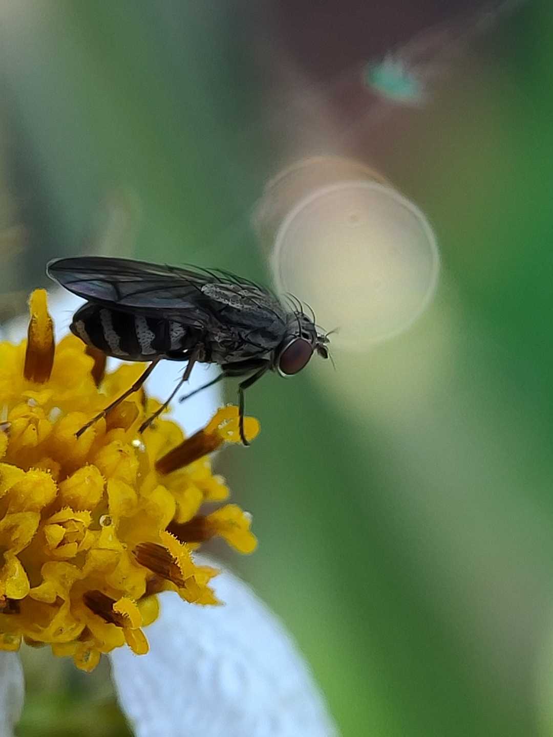 Muscoidea