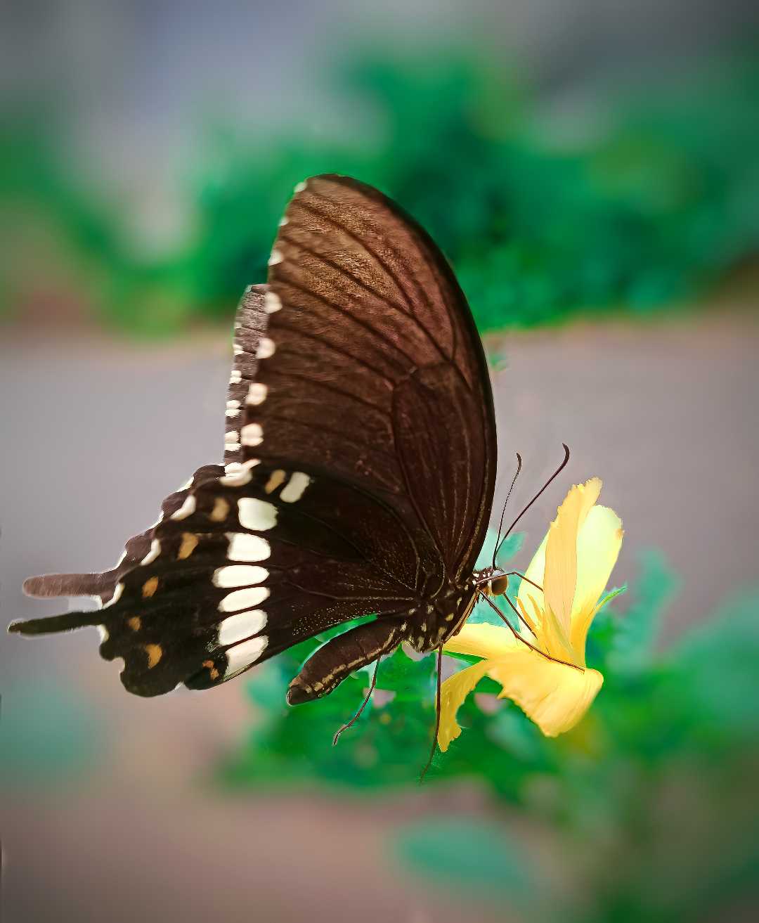 He is hungry 🦋 ( Butterfly 🦋) 