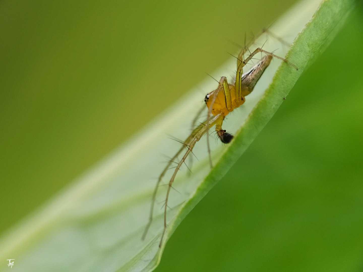 Oxyopidae