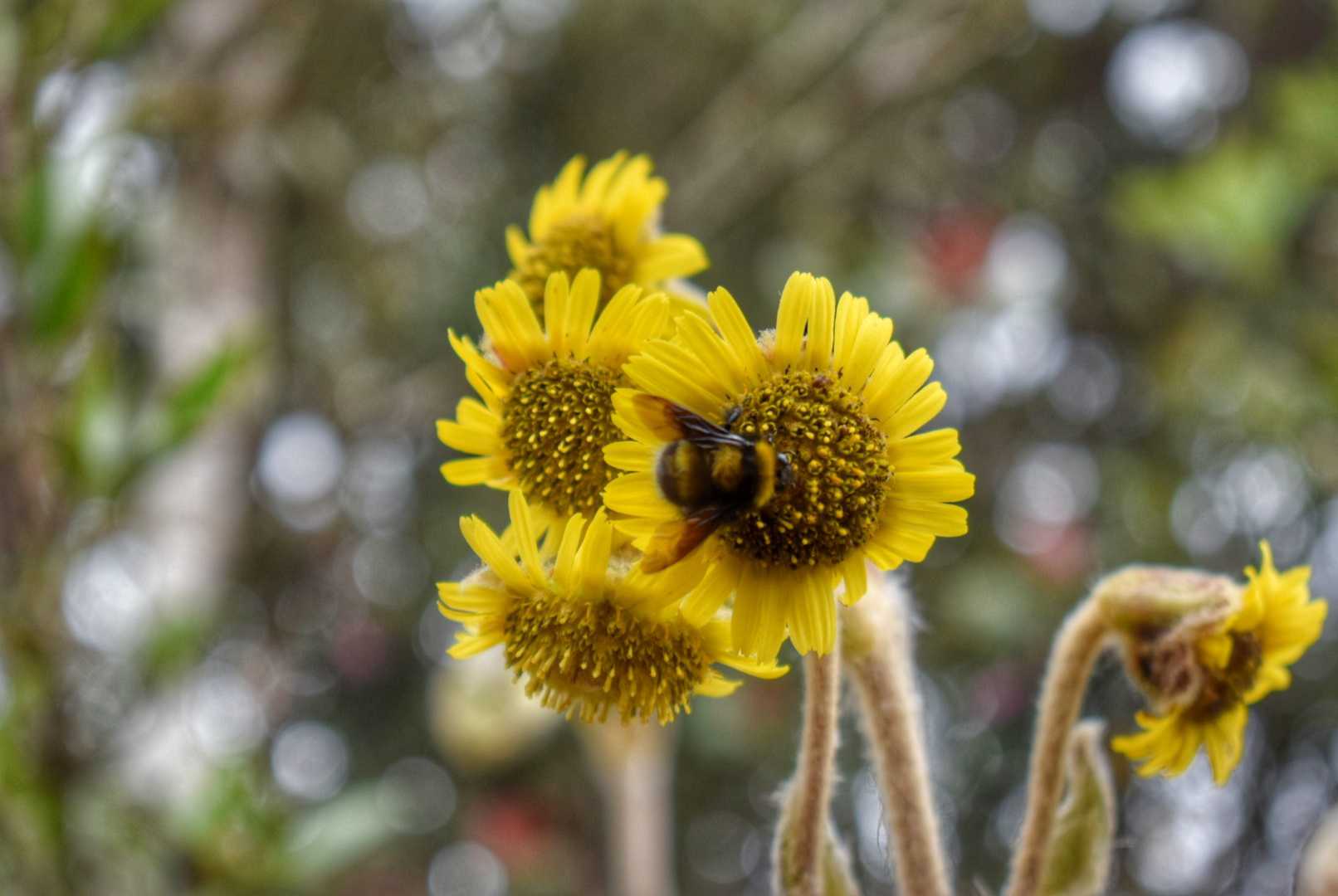 Flor de Vida