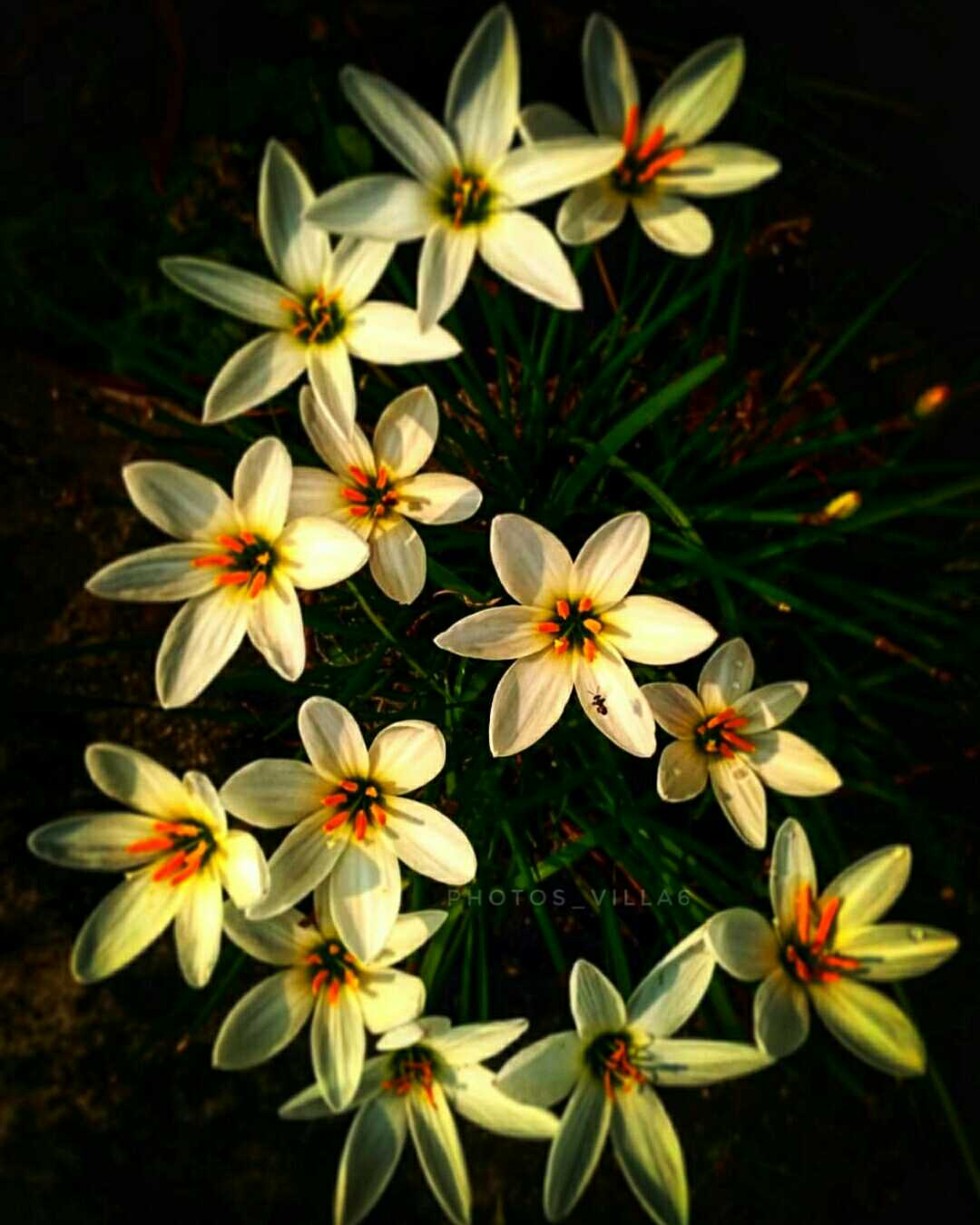 FLOWERS (NATURE)