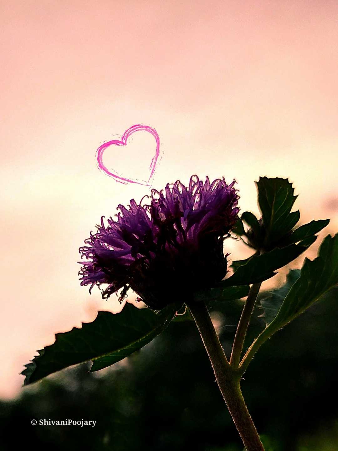 Love for Silhouette 🥰💜