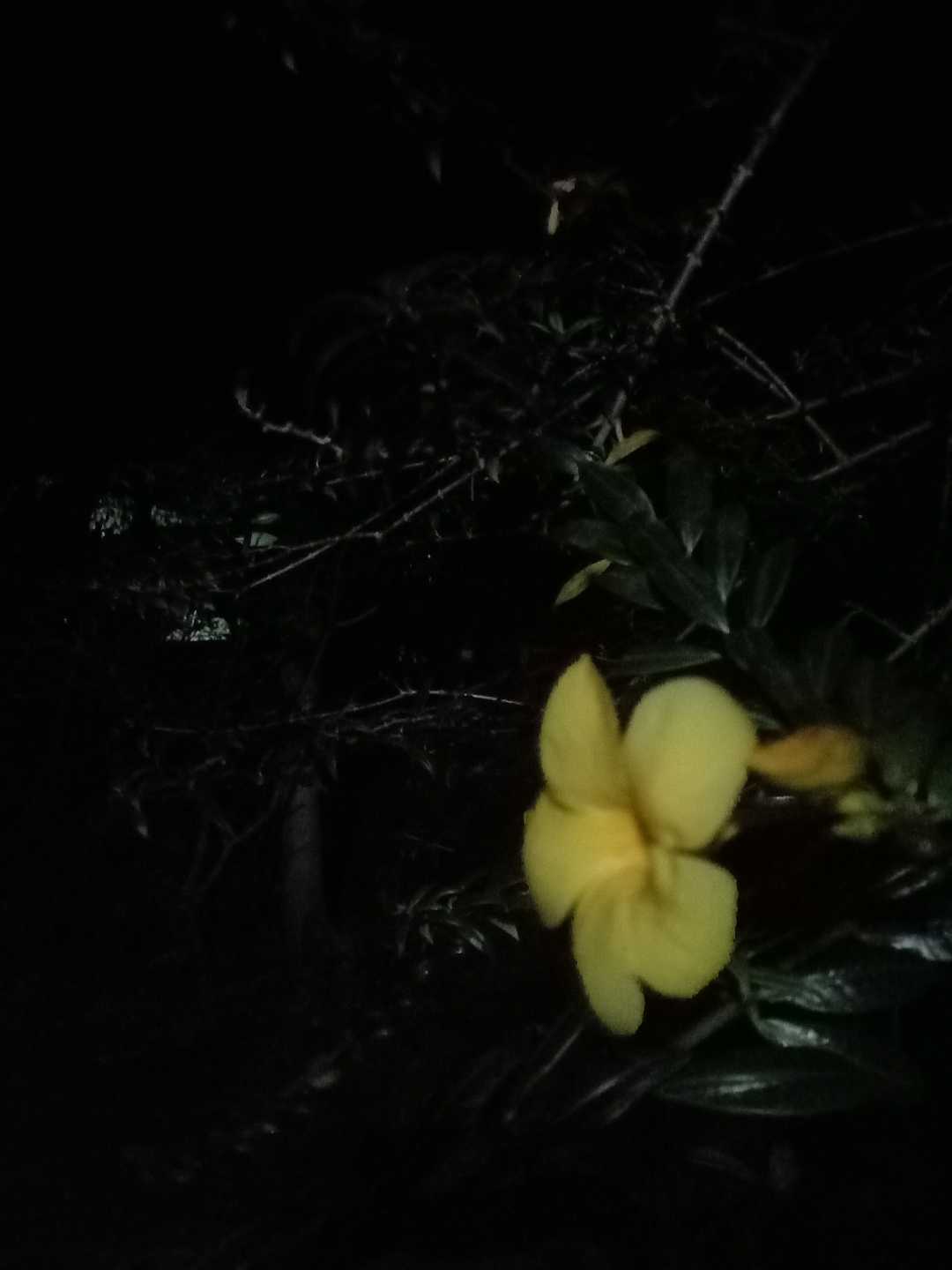 Yellow bell at night 