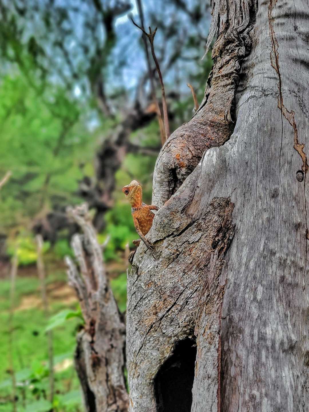 Stealthy Observer