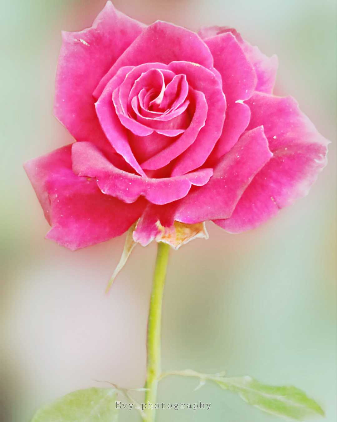 Hybrid tea Rose