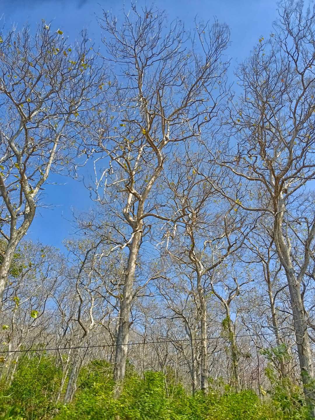 Pohon Mati