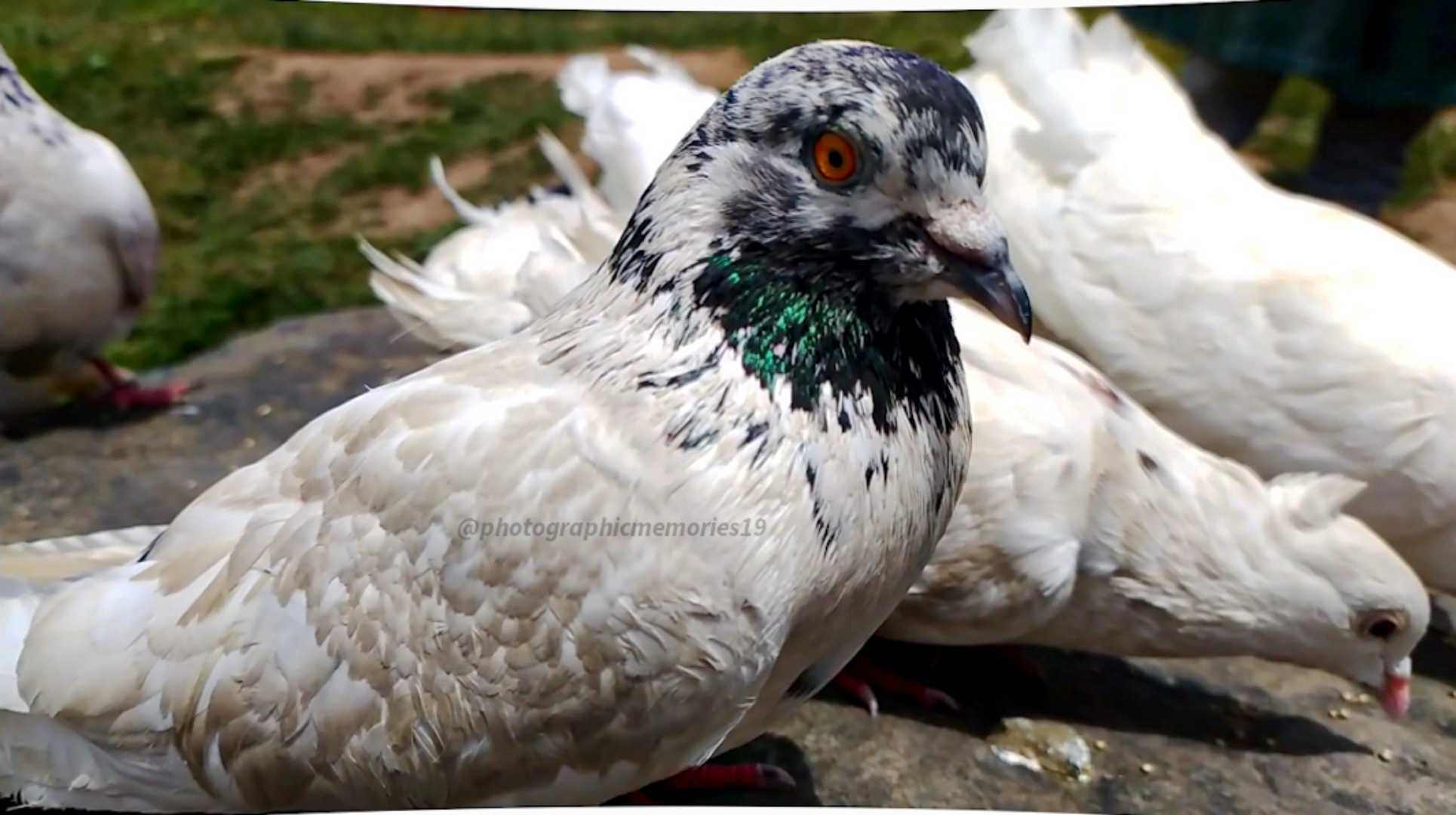 Columbidae (Bird)