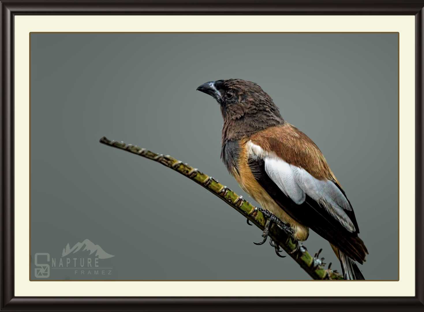 Rufous Treepie