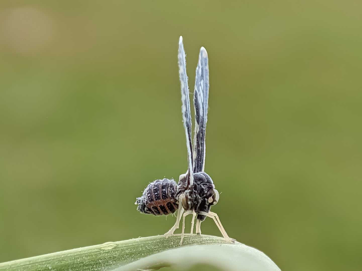 Derbidae