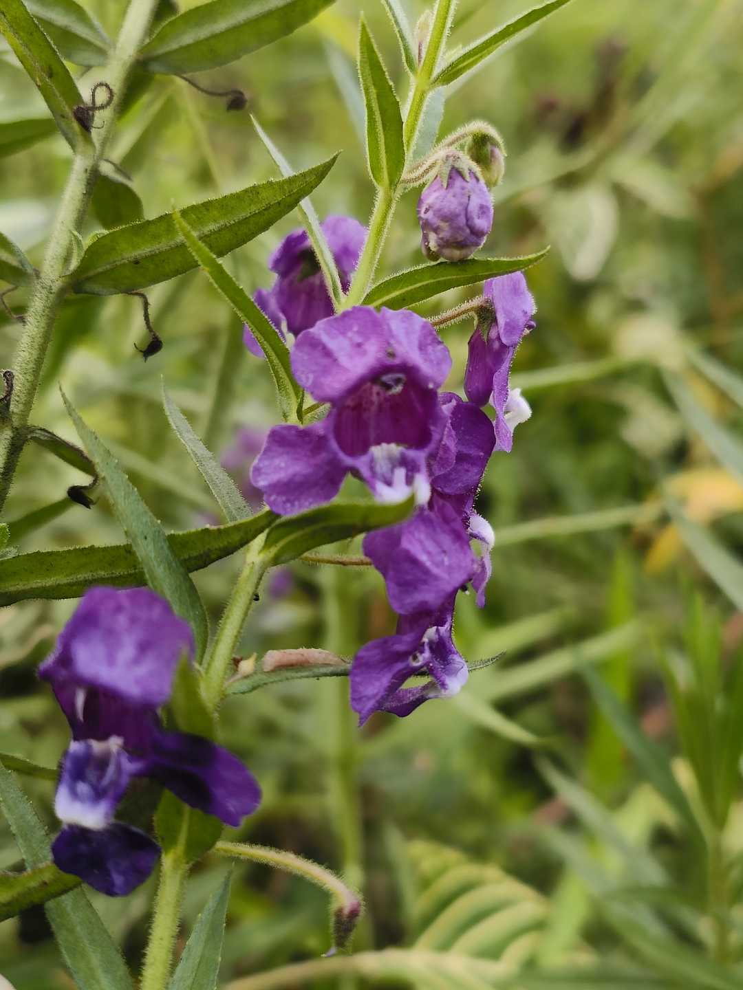bunga angelonia