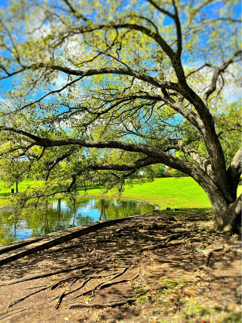 That Duck Park Lake