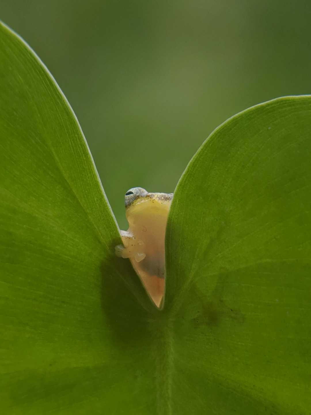 Golden frog