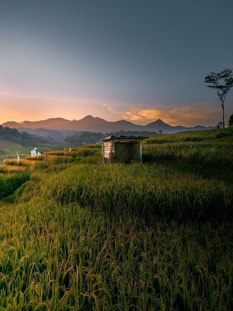 Sawah